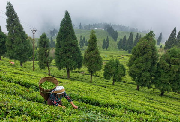 Assam Assam