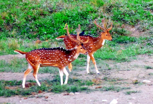 Gorumara National Park