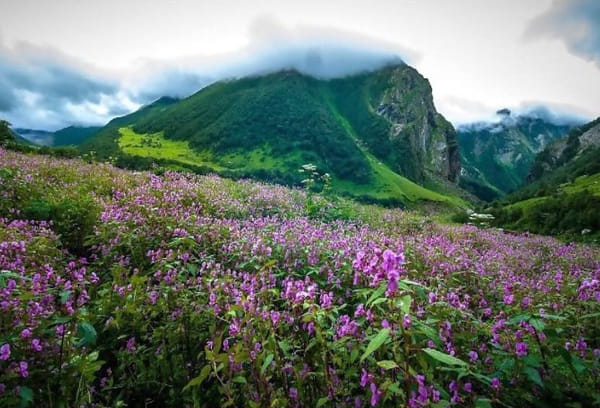 Yumthang Valley